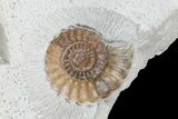 Asteroceras Ammonite With Promicroceras - Collector Piece #131932-2